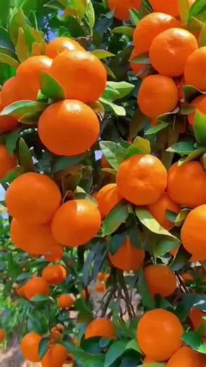 english._.speech_5 (@english._.speech_5)’s videos with original sound - Inspire Quest