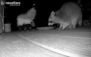Skunk was having a midnight snack when this bully Raccoon showed up 😠 | Animal Antics