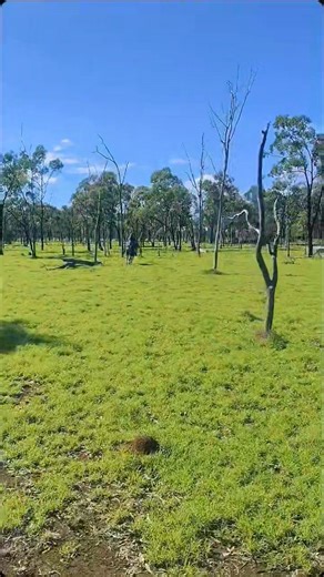 Archie Update 🐴 We couldn’t be prouder of how far this boy has come. Archie arrived here unsure and worried about being saddled - left alone being ridden! Fast forward to now and he’s turned into a horse that genuinely enjoys his job. Instead of tension and hesitation, he’s relaxed, confident and happy to head out wherever he’s pointed. Today he even helped bring in a mob of cattle and took it all in his stride like he’d been doing it his whole life. Riding out on the trails is now his favourit