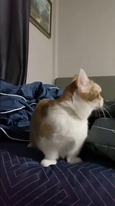 Cat Standing Moment 😭🥺 | Too Cute to Handle! #catvideos #catlife #catvibes #cutecats