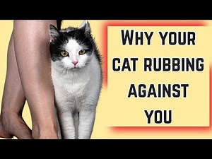 What does it mean when a cat RUBS AGAINST YOU? 😺 This will surprise you.
