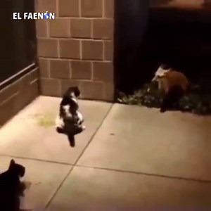 26K views · 150 reactions | Brave cats | Love Kitty. | Facebook