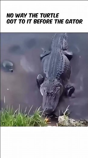Beat the Gator to the Snack Challenge #Viral #FunnyVideos #FYP #Animals #Gator