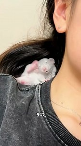 675K views · 10K reactions | Fancy Rat  #pet #animals #cute #foryou #tiktok | PriyaMalhotra | Facebook