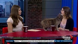 Global News Morning gets an update on Atlantic Canada’s first cat café, the Lily Pad Cat Lounge. More Global News Morning videos can be found here: http://globalnews.ca/halifax/videos/ | Global Halifax
