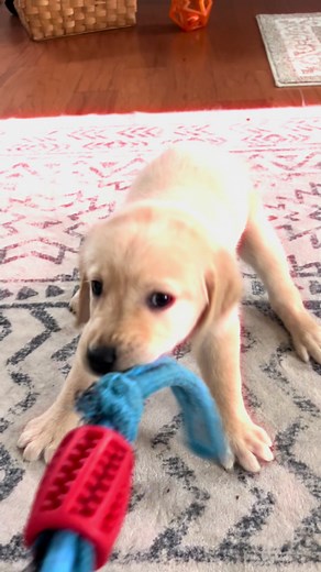 Little golden lab mix 🥺 #puppy #puppiesoftiktok #cutepuppy #goldenlab #CapCut