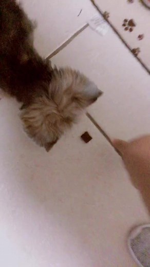 Lily’s feeding routine