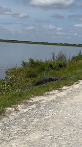 You always have to be prepared to share the road along the Lake Apopka Wildlife Drive. . . . #gator #alligator #gators #alligators #lakeapopkawildlifedrive #lakeapopka #wildlife #florida #floridalife #floridaliving #nature #naturelover #wildlifeplanet #wildlifeaddicts #wildlifeperfection | Jon Burket Photography LLC