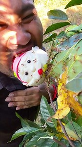 Mouse Cake or Red Ants? Man Decide!