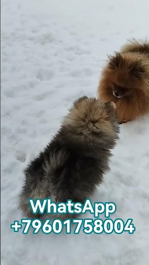 ❄️☃️ Welpen sind verfügbar 🍼 #pomeranian #zwergspitz