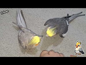 صدای عروس هلندی جدید { آواز خواندن دلنشین طوطی ها}