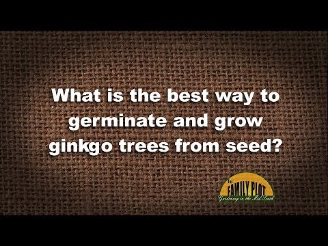 Q&A – What is the best way to germinate and grow ginkgo trees?