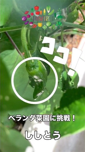 ベランダ菜園に挑戦！ししとう〜モロヘイヤ、ピーマン、ミント〜きゅうり、なす(きゅうり1本、なす1個食べた)〜レタス、ピーマン、青紫蘇、バジル、シナモンバジルなどなど。