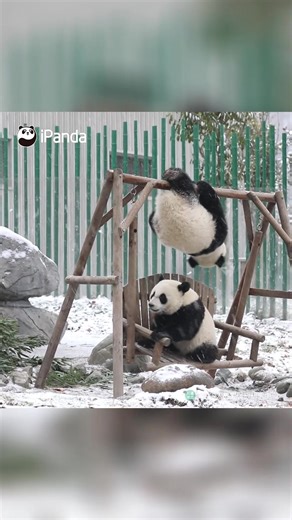 Pandas Playing on the Swing Together - Fun and Funny Moments