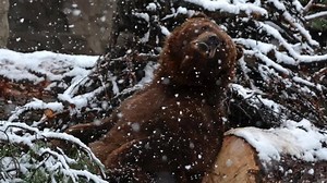 Help us celebrate National Zookeeper Week (July 19-July 25)! Our animal care staff is here 365 days a year to make sure the animals at the Detroit Zoo are receiving great care. We would love for you to get creative and show them how much their hard work is appreciated. You could make a card, draw a picture or film a short video and email your creations to education@dzs.org or send them to the Zoo by mail in care of the education department. We are so excited to share your submissions next week d