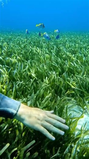 Ocean's Oldest Plant: Traps Carbon!