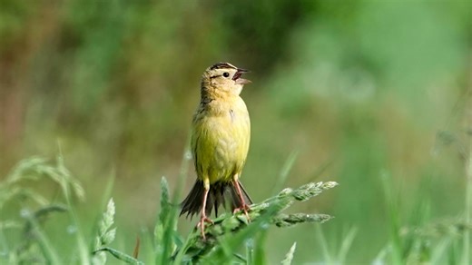 Bobolinks: Female Calls (30 May 2024)