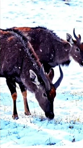 iceland usa animal video #usa #wildlife #wildlife #usashorts