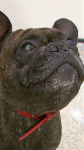 Aggressive French Bulldog hates the vet 😨 | Vet On The Hill