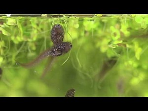 Tadpoles Feeding and Cannibalisation