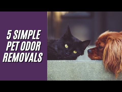 5 Easy Ways To Get Rid Of Dog Odor & Pet Smells In A House