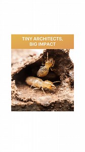 2.5K views · 25 reactions | Termites are often thought of as pests,...