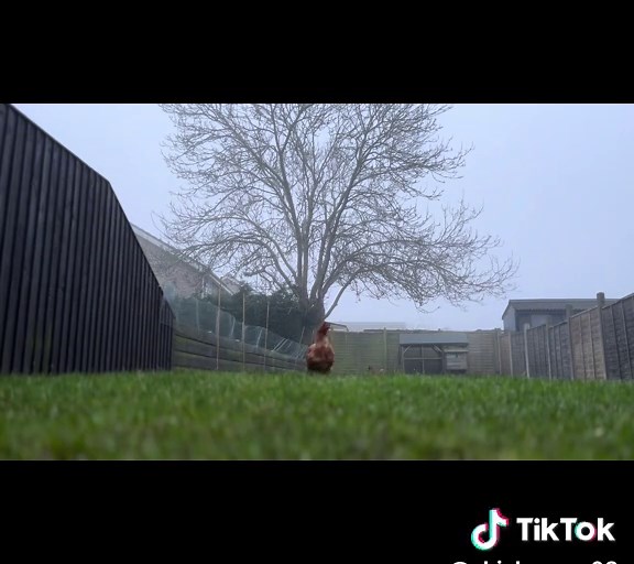 Chicken running down garden #chicken #funny