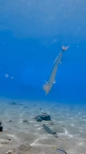 Barracuda hunting fish . . . #fbreelsvideo #viral #underwaterlife #barracuda #viralreels #RenzSpearfishing | Renz Spearfishing