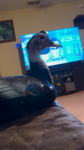 I enjoy adult cartoons as much as the next sophisticated duck 🥰🦆 | Fidget the Duck