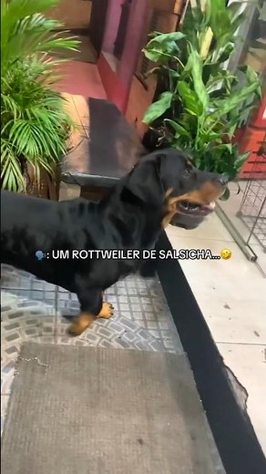 salsicha com rottweiler #memes