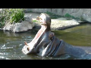 カバの大あくび