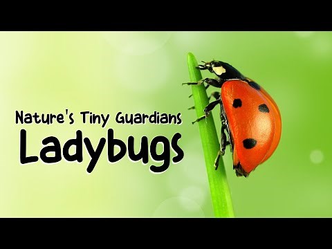 The Ladybug | Kids educational video