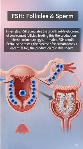 FSH & LH Hormones Explained | Functions, Control & Clinical Importance #viral #shorts