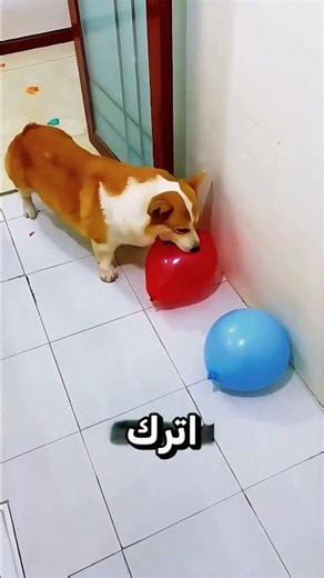 ساعدوني لأفرقع كل البالونات وأفوز بالتحدي! 🥹