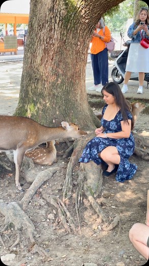 Nara deer park in Japan | NARA DEER