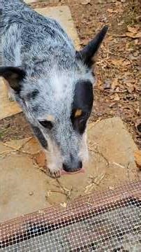 QUAIL cage CLEANING montage 🤣 #backyardchickens #quail #homestead #meatbirds #cleaning #dogs #asmr