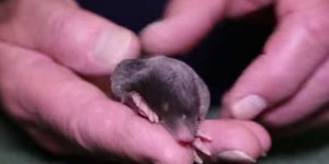 What Happens When A Wriggly Little Mole Is Found Above Ground