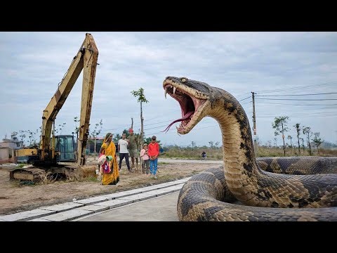 A Group Of Hunters Searching For Traces Of A Giant Python Unexpectedly Attacked Their Excavator.