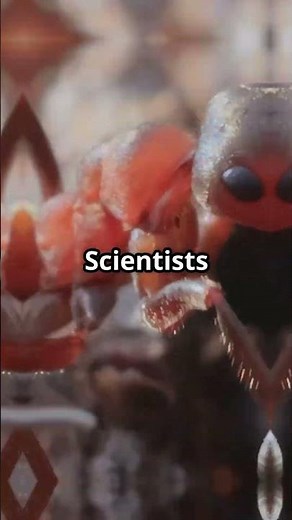 The Ant That Explodes to Protect Its Colony 💥💥💥