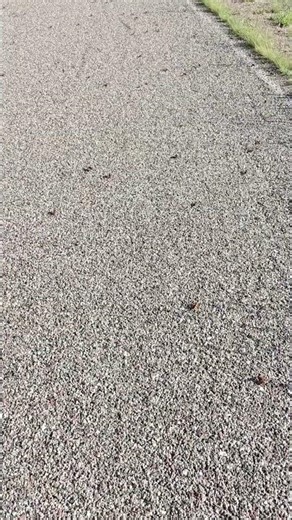 Mormon Crickets at Dinosaur National Monument