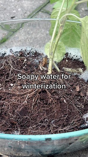 Using Soapy Water for Plants: Benefits and Risks