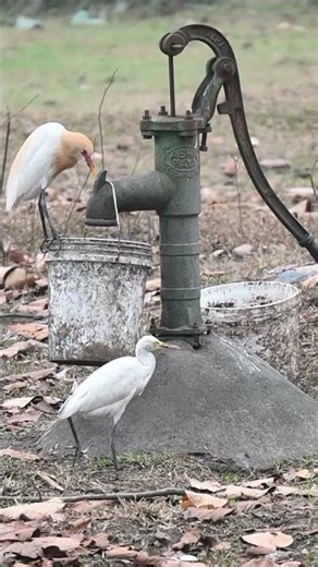Little Egret Chooses Bucket Over Hand Pump! 😄 #shorts #egret