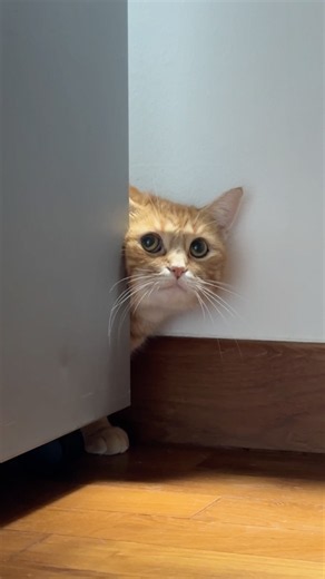 penny refuses to go to the vet