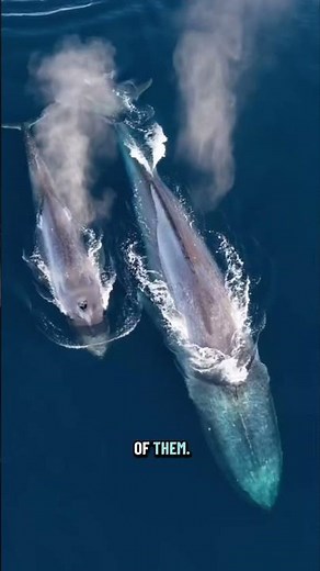 The Largest Animal on Earth Still Exists 😱🐋