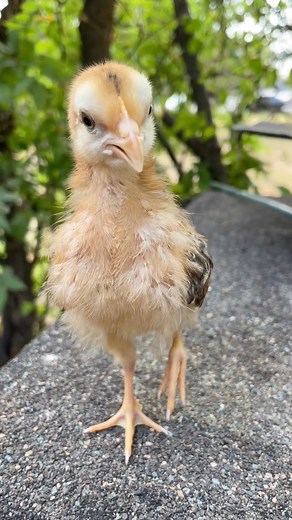 Crossbreed cream legbar Before and After ☺️❤️🐔 he’s an adorable rooster 🐔 #backyardchickens #fbreels #crossbreed #chickens #beforeandafter #grownup #growwithme #favorite #cute #chicks #chickenlover #animallover #fyp | My lovely Animals