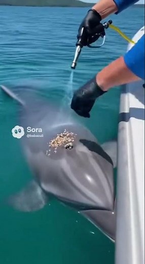 Was the dolphin really asking humans for help? 🐬💧