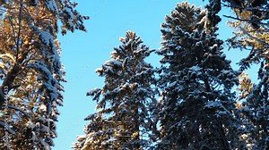 Spruce Picea is a coniferous evergreen tree of the Pine family Pinaceae. A light wind throws snow and snowflakes from the coniferous branches. Common spruce or Norway Picea abies. Snowy winter forest