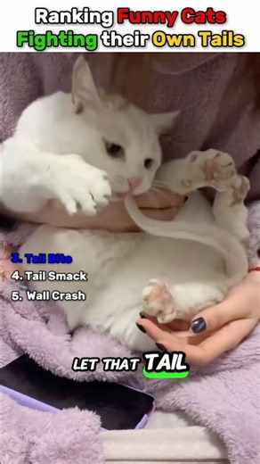 Ranking Funny Cats Fighting Their Own Tails 🐱🤣