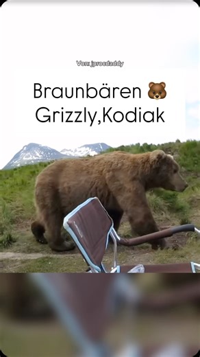 Morty on Instagram: "🐻 Braunbären sind nicht gleich Braunbären! Wusstest du, dass es weltweit mehrere Unterarten des Braunbären gibt? Vom mächtigen Kodiakbären in Alaska (Kodiak Inseln) bis zum Grizzly in Nordamerika – sie alle gehören zur gleichen Art, unterscheiden sich aber deutlich in Größe, Verhalten und Lebensraum. 🌲🌎 Manche Braunbären werden über 3 Meter groß, andere bleiben deutlich kleiner. Ernährung, Klima und Umgebung formen echte Giganten – oder eher kompakte Überlebenskünstler. #