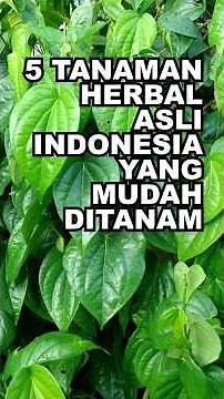 5 Native Indonesian Herbal Plants That Are Easy to Grow